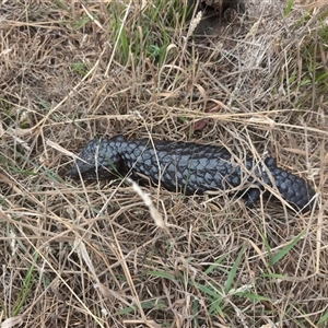 Tiliqua rugosa (Shingleback Lizard) at Watson, ACT by Wildlifewarrior80