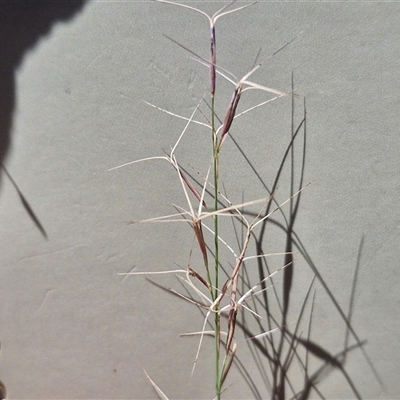 Aristida ramosa (Purple Wire Grass) at Lerida, NSW - 17 Jan 2025 by trevorpreston