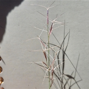 Aristida ramosa at Lerida, NSW - 17 Jan 2025 12:27 PM