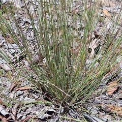 Aristida ramosa at Lerida, NSW - 17 Jan 2025 12:27 PM