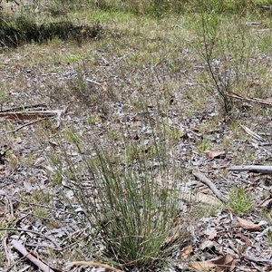 Aristida ramosa at Lerida, NSW - 17 Jan 2025 12:27 PM