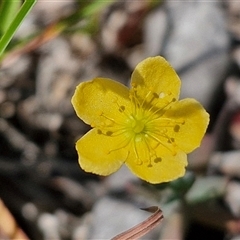 Hypericum gramineum (Small St Johns Wort) at Lerida, NSW - 17 Jan 2025 by trevorpreston