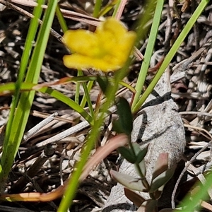 Hypericum gramineum at Lerida, NSW - 17 Jan 2025