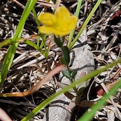 Hypericum gramineum at Lerida, NSW - 17 Jan 2025 12:25 PM