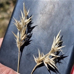 Rytidosperma sp. (Wallaby Grass) at Lerida, NSW by trevorpreston