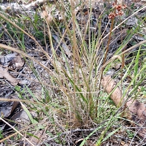 Rytidosperma sp. at Lerida, NSW - 17 Jan 2025