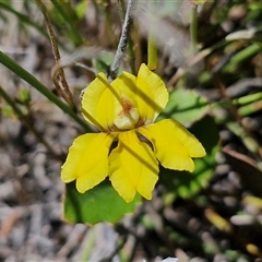 Goodenia hederacea subsp. hederacea (Ivy Goodenia, Forest Goodenia) at Lerida, NSW - 17 Jan 2025 by trevorpreston