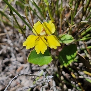 Goodenia hederacea subsp. hederacea at Lerida, NSW - 17 Jan 2025