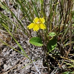 Goodenia hederacea subsp. hederacea at Lerida, NSW - 17 Jan 2025 12:23 PM