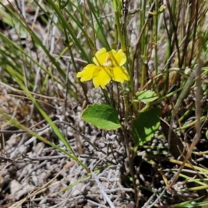 Goodenia hederacea subsp. hederacea at Lerida, NSW - 17 Jan 2025 12:23 PM