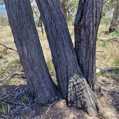 Eucalyptus macrorhyncha subsp. macrorhyncha (Red Stringybark) at Lerida, NSW - 17 Jan 2025 by trevorpreston