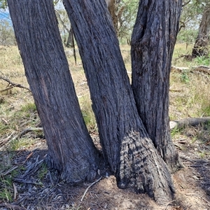 Eucalyptus macrorhyncha subsp. macrorhyncha (Red Stringybark) at Lerida, NSW by trevorpreston