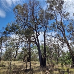 Eucalyptus macrorhyncha subsp. macrorhyncha at Lerida, NSW - 17 Jan 2025 12:22 PM