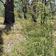 Cassinia sifton (Sifton Bush, Chinese Shrub) at Lerida, NSW - 17 Jan 2025 by trevorpreston