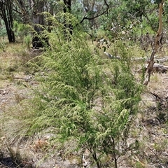 Cassinia sifton at Lerida, NSW - 17 Jan 2025 12:21 PM