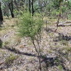 Cassinia sifton at Lerida, NSW - 17 Jan 2025