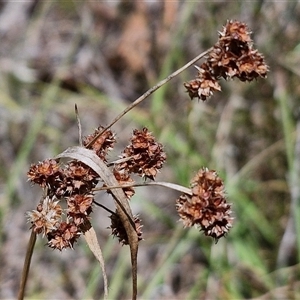 Luzula densiflora at Lerida, NSW by trevorpreston