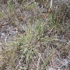 Luzula sp. at Lerida, NSW - 17 Jan 2025 12:20 PM