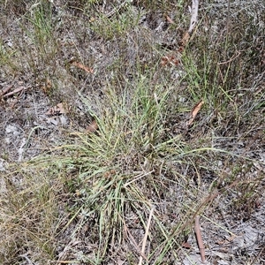 Luzula sp. at Lerida, NSW - 17 Jan 2025 12:20 PM