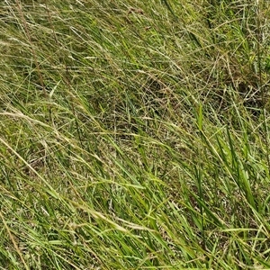 Microlaena stipoides (Weeping Grass) at Lerida, NSW by trevorpreston