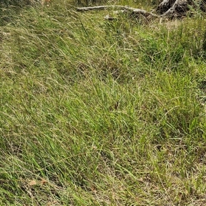 Microlaena stipoides at Lerida, NSW - 17 Jan 2025