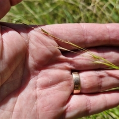 Microlaena stipoides at Lerida, NSW - 17 Jan 2025