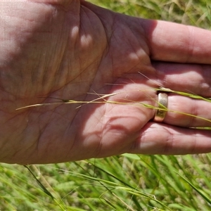 Microlaena stipoides at Lerida, NSW - 17 Jan 2025