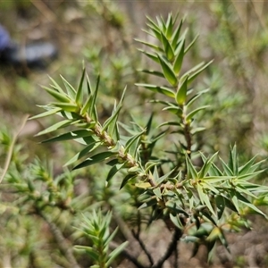 Melichrus urceolatus (Urn Heath) at Lerida, NSW by trevorpreston