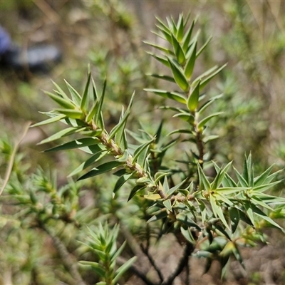 Melichrus urceolatus (Urn Heath) at Lerida, NSW - 17 Jan 2025 by trevorpreston