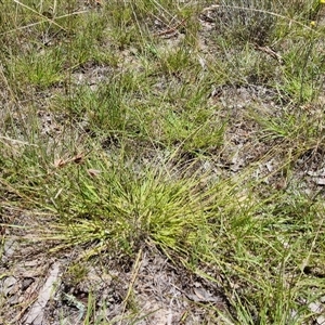 Eragrostis brownii (Common Love Grass) at Lerida, NSW by trevorpreston