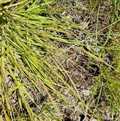Eragrostis brownii at Lerida, NSW - 17 Jan 2025 12:16 PM