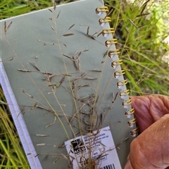 Eragrostis brownii at Lerida, NSW - 17 Jan 2025 12:16 PM