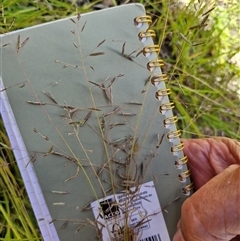 Eragrostis brownii at Lerida, NSW - 17 Jan 2025 12:16 PM