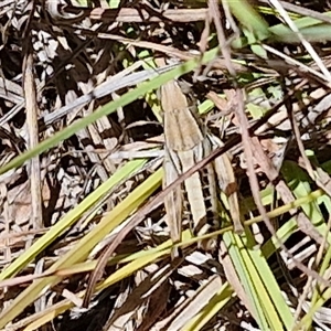 Praxibulus sp. (genus) at Lerida, NSW by trevorpreston