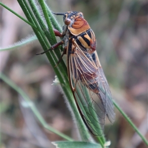 Thopha saccata (Double Drummer) at Narrawallee, NSW by Clarel