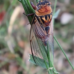 Thopha saccata at Narrawallee, NSW - 17 Jan 2025