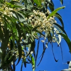 Acacia implexa (Hickory Wattle, Lightwood) at Lerida, NSW - 17 Jan 2025 by trevorpreston