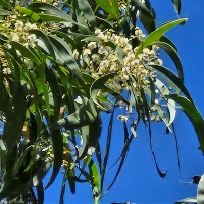 Acacia implexa (Hickory Wattle, Lightwood) at Lerida, NSW - 17 Jan 2025 by trevorpreston