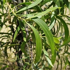 Acacia implexa at Lerida, NSW - 17 Jan 2025 12:12 PM