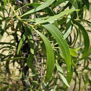 Acacia implexa at Lerida, NSW - 17 Jan 2025 12:12 PM