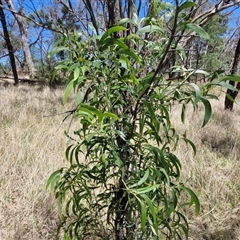 Acacia implexa at Lerida, NSW - 17 Jan 2025 12:12 PM