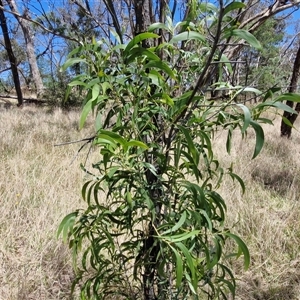 Acacia implexa at Lerida, NSW - 17 Jan 2025 12:12 PM