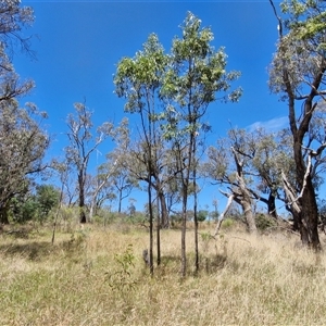 Acacia implexa at Lerida, NSW - 17 Jan 2025 12:12 PM