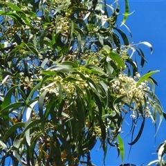 Acacia implexa at Lerida, NSW - 17 Jan 2025 12:12 PM