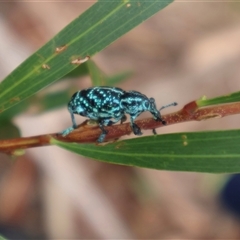 Chrysolopus spectabilis (Botany Bay Weevil) at Narrawallee, NSW - 17 Jan 2025 by Clarel