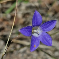 Wahlenbergia capillaris (Tufted Bluebell) at Lerida, NSW - 17 Jan 2025 by trevorpreston