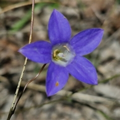 Wahlenbergia capillaris at Lerida, NSW - 17 Jan 2025