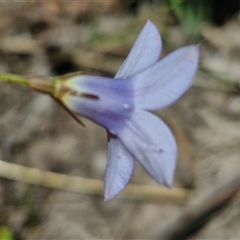 Wahlenbergia capillaris at Lerida, NSW - 17 Jan 2025