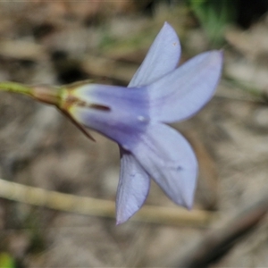 Wahlenbergia capillaris at Lerida, NSW - 17 Jan 2025