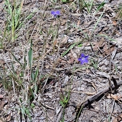 Wahlenbergia capillaris at Lerida, NSW - 17 Jan 2025